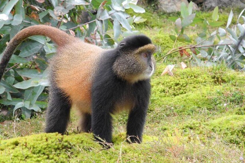 3 Days Gorilla and Golden Monkey Trek