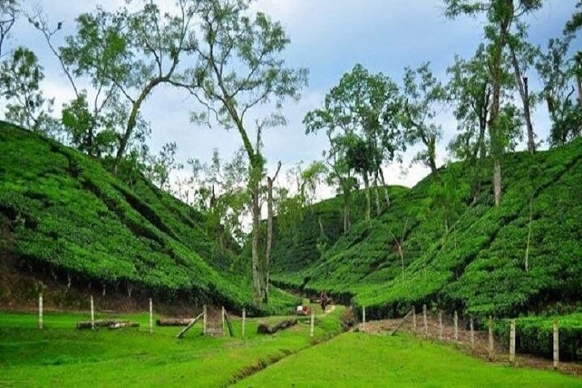 Tea Garden in Sreemongal