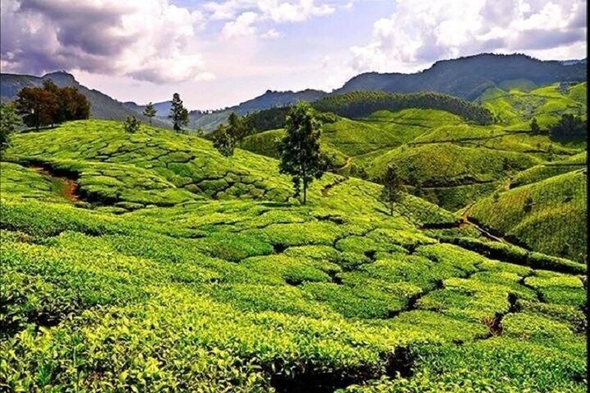 Tea Garden in Sreemangaal