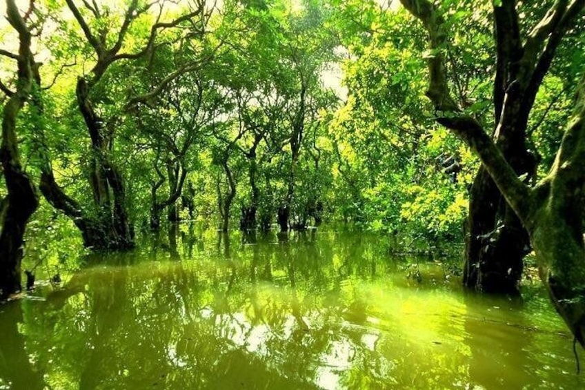 Ratargul Forest