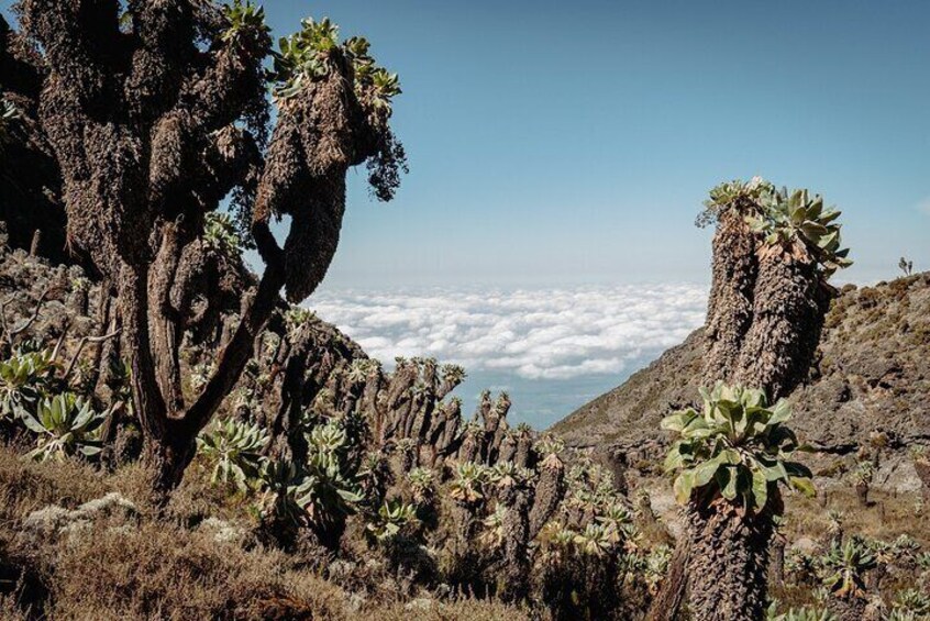 Altezza Travel - Kilimanjaro climb