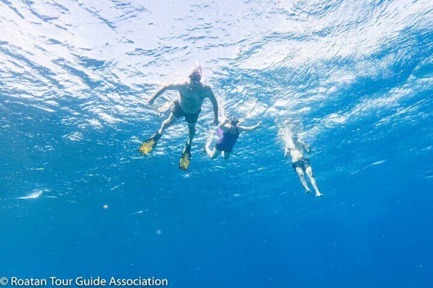 Boat and Snorkeling in West End (Blue Channel, The Aquarium, Turtle Crossing)