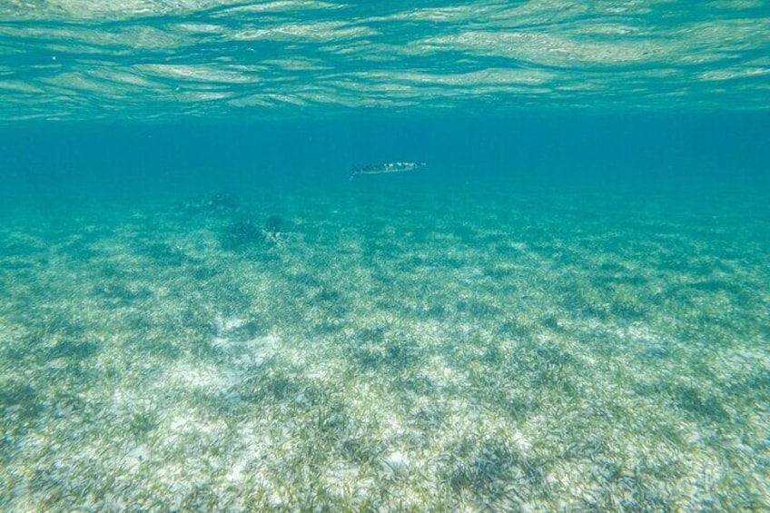 Boat and Snorkeling in West End (Blue Channel, The Aquarium, Turtle Crossing) 