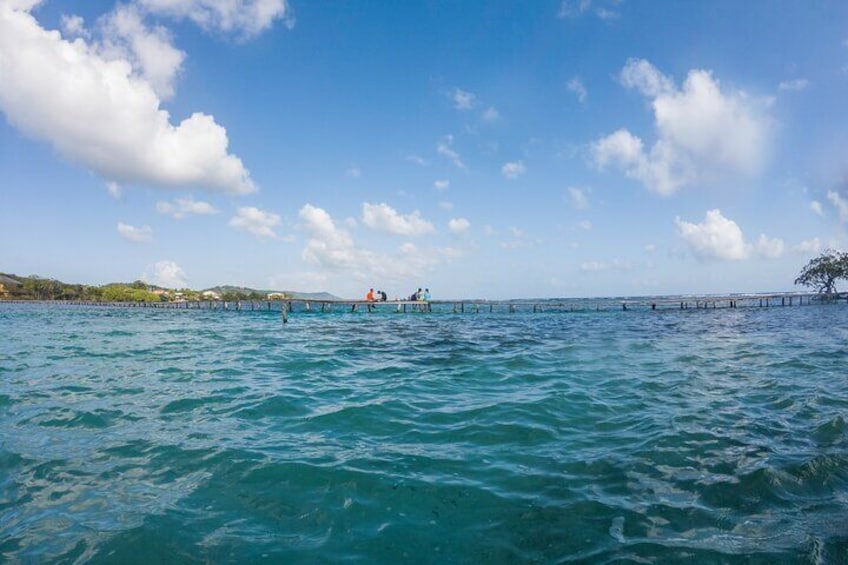 East End Tour (Mangroves, Punta Gorda, Port Royal) with Snorkeling Option