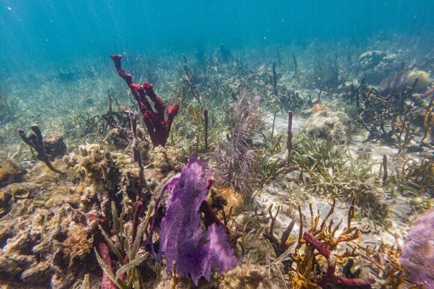 East End Tour (Mangroves, Punta Gorda, Port Royal) with Snorkeling Option