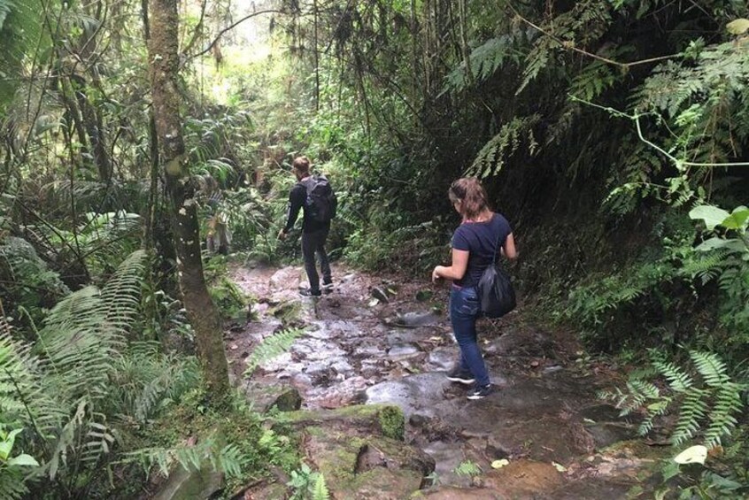 Day Trip to Chicaque National Park: Cloud Forest, Birdwatching—Or Only Transport