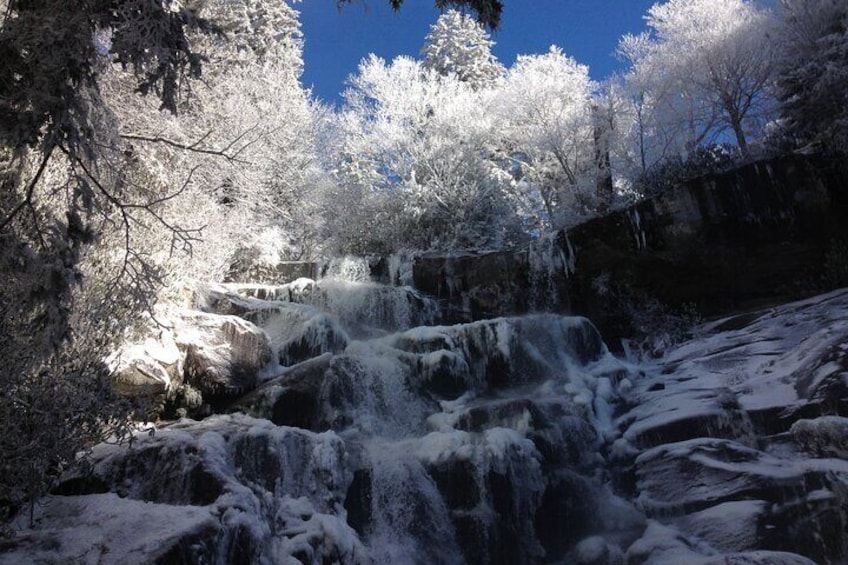 Old Growth Forest Cascade