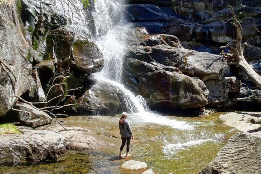 Old Growth Forest Cascade