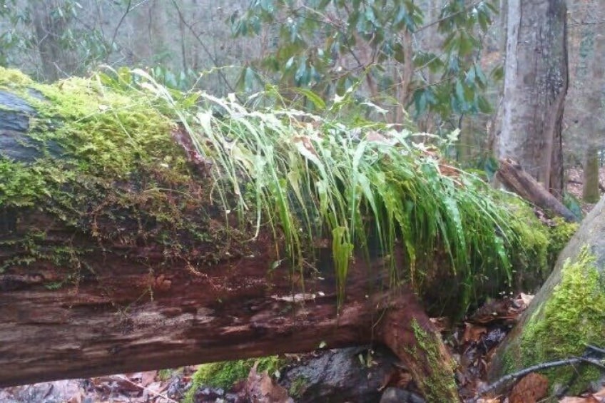 New life taking over