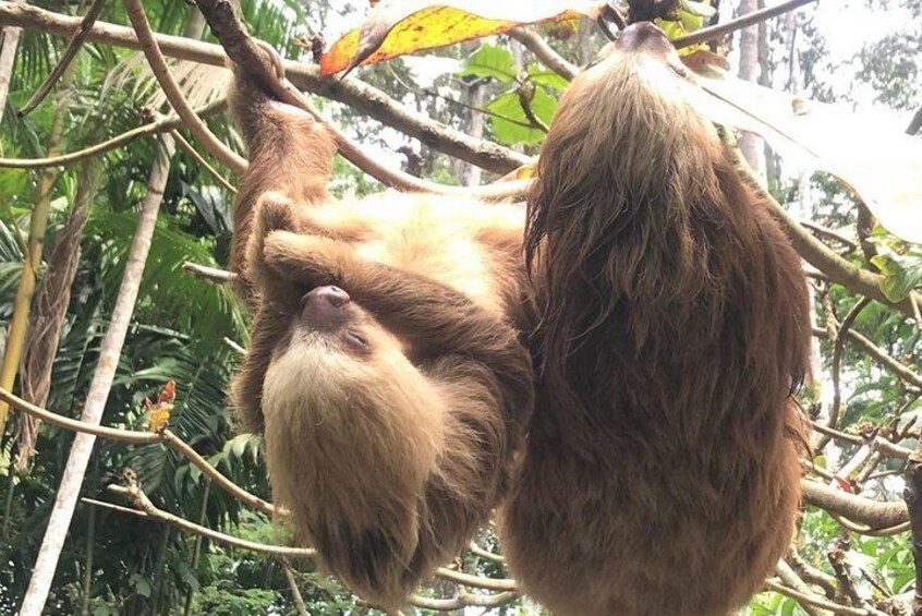 We love to see sloths in their natural habitat 