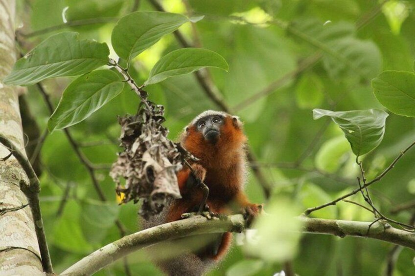 4-Day Cuyabeno Amazon Adventure