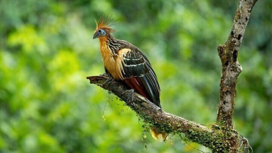 4-Day Cuyabeno Amazon Adventure: Bird Watching, Wildlife, Hiking, Kayaking