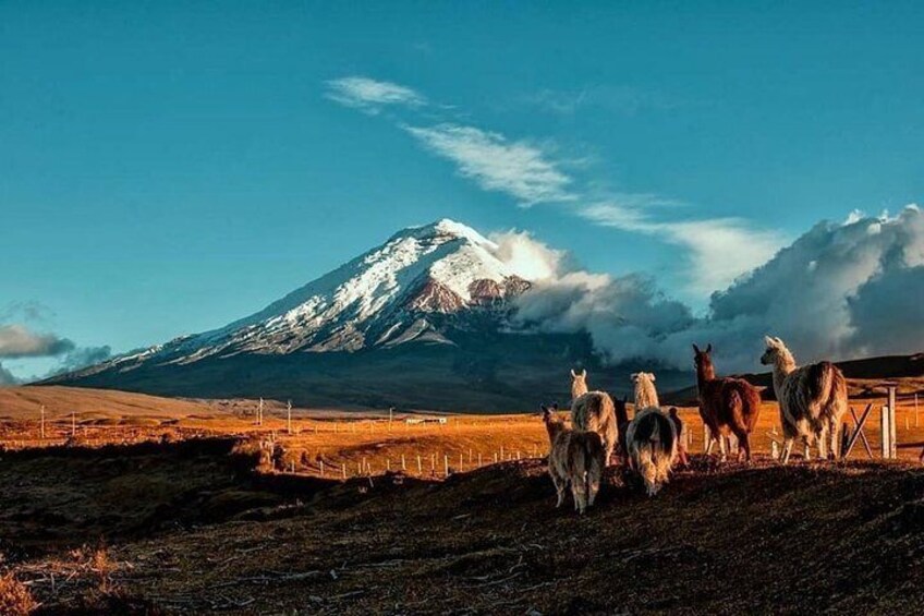 Cotopaxi Hike & Horse