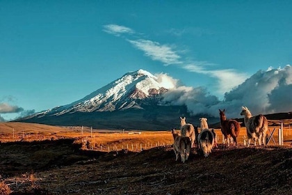 Cotopaxi Hike & Horse