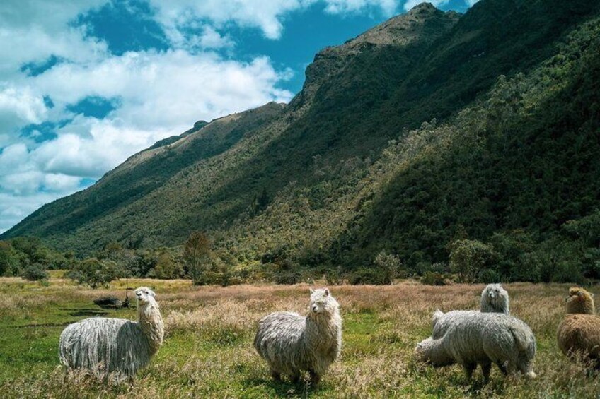 Alpacas