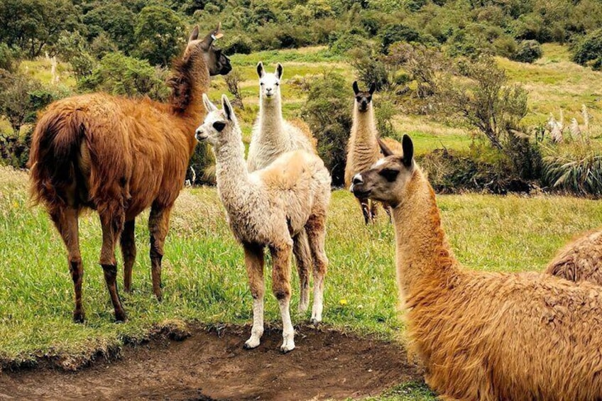 Alpacas