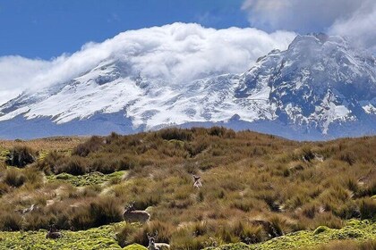 Private Excursion to Antisana Ecological Reserve