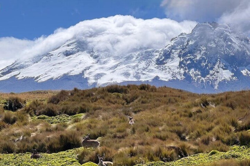 Private Excursion to Antisana Ecological Reserve