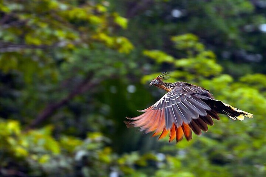 DAY 4: BIRDWATCHING BY CAIMAN LAGOON 