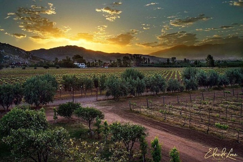 Guadalupe Wine Valley Tour