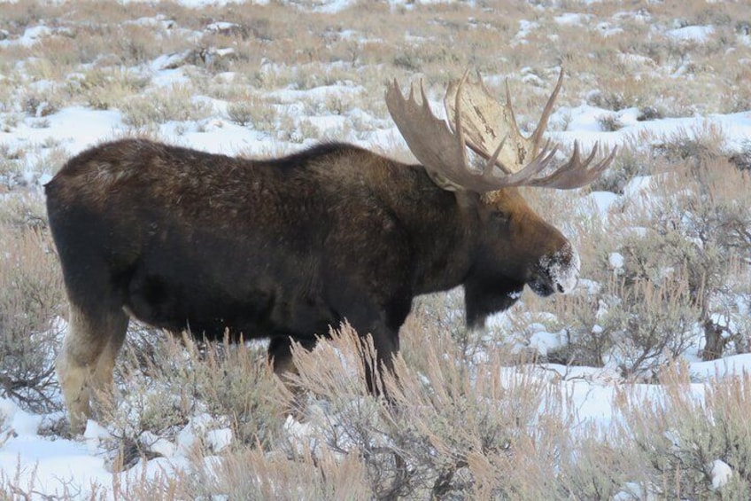 Grand Teton Park & Jackson Hole - PRIVATE Full-Day Wildlife Tour