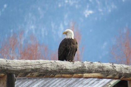 Grand Teton Park & Jackson Hole - PRIVATE Full-Day Wildlife Tour