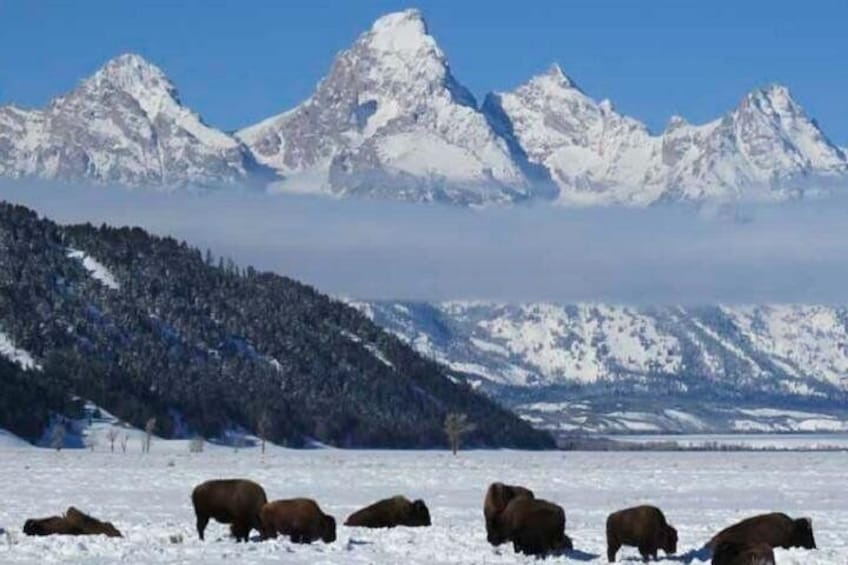 Grand Teton Park & Jackson Hole - PRIVATE Full-Day Wildlife Tour