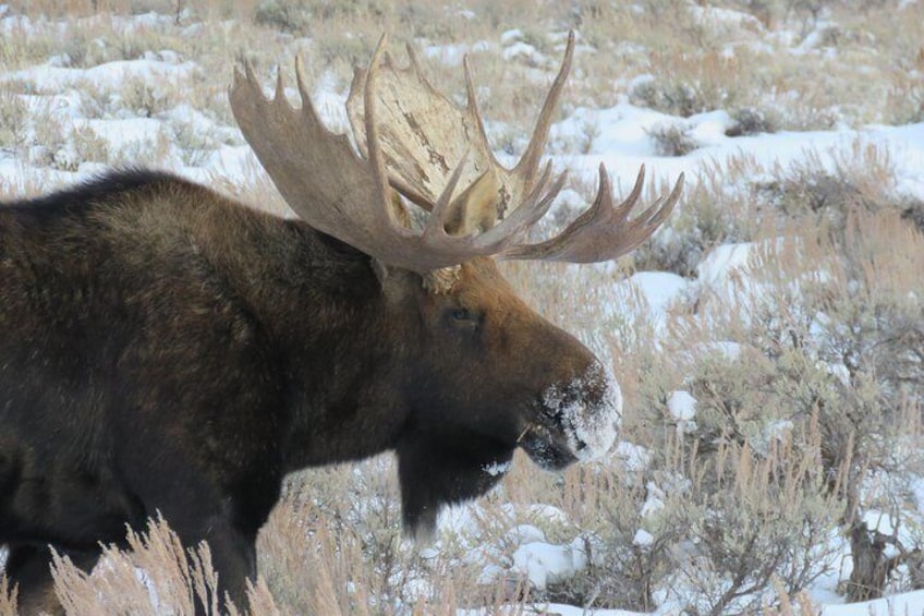 Grand Teton Park & Jackson Hole - PRIVATE Morning Wildlife Tour