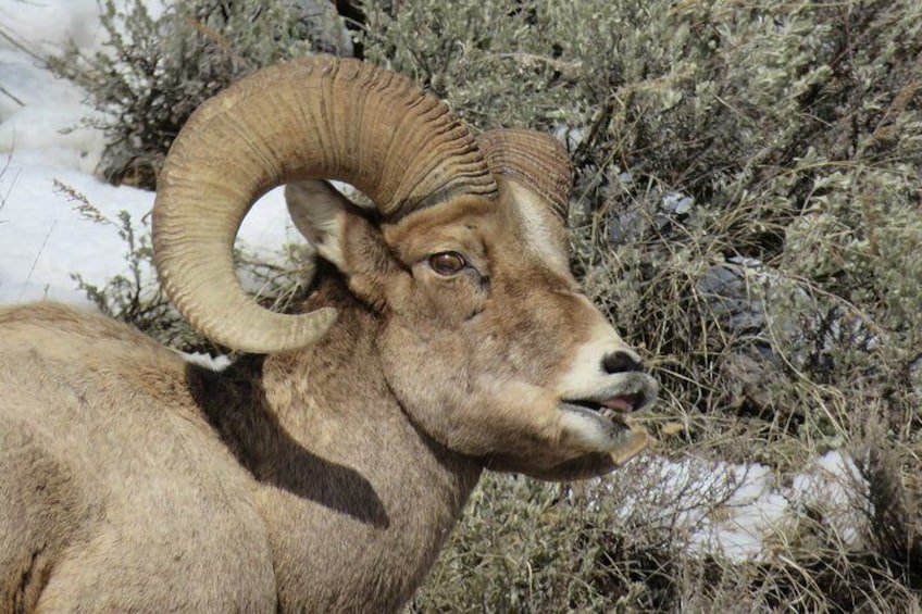 Grand Teton Park & Jackson Hole - PRIVATE Morning Wildlife Tour