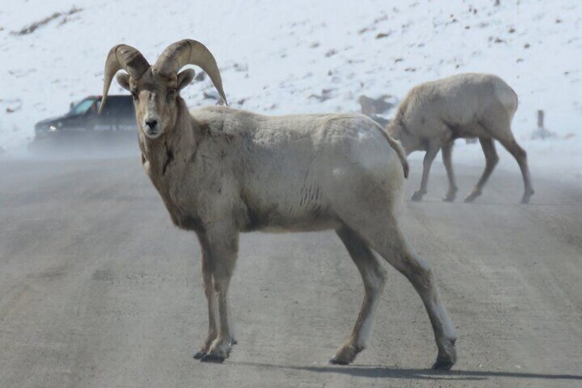 Grand Teton Park & Jackson Hole - PRIVATE Morning Wildlife Tour