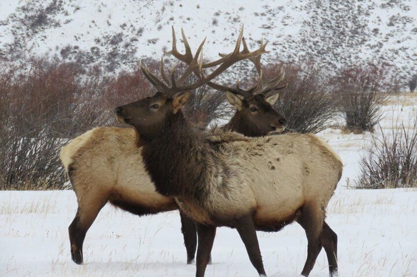 Grand Teton Park & Jackson Hole - PRIVATE Morning Wildlife Tour