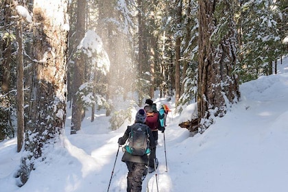 Snowshoe Tours