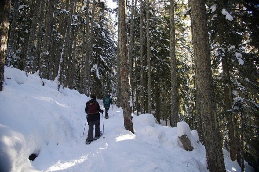 Snowshoe Tours