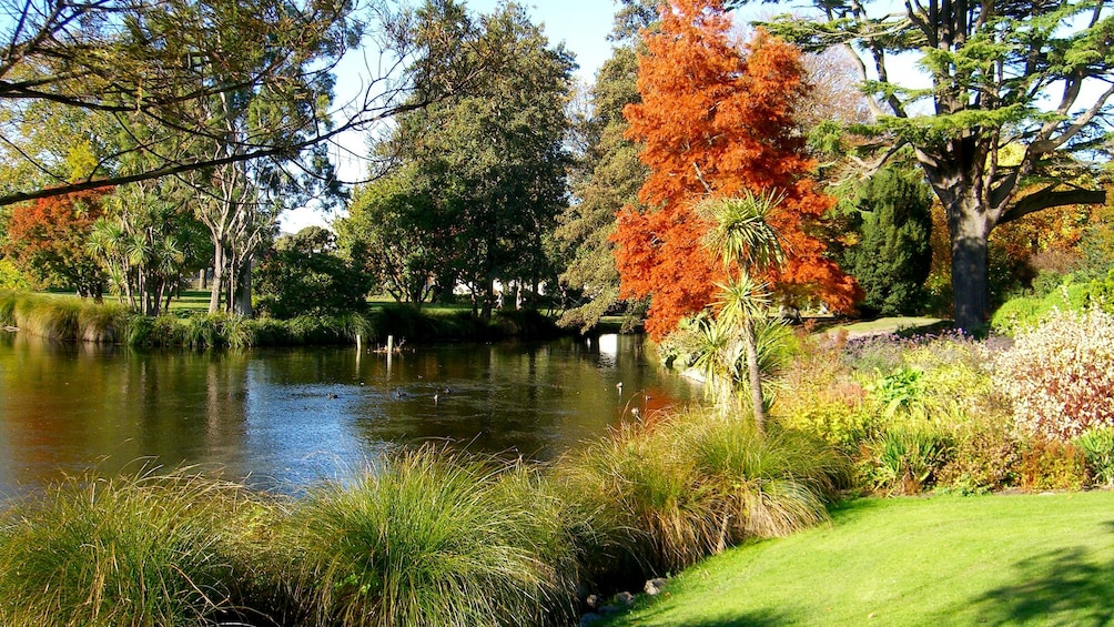 Body of water with blooming trees and flowers in Christchurch City Tour in Christchurch New Zealand. 