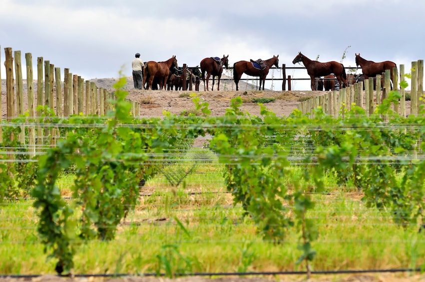 Full Day Wine Culture
