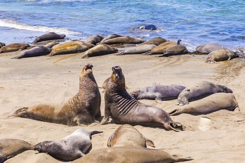Show item 5 of 15. Elephant Seal Rookery