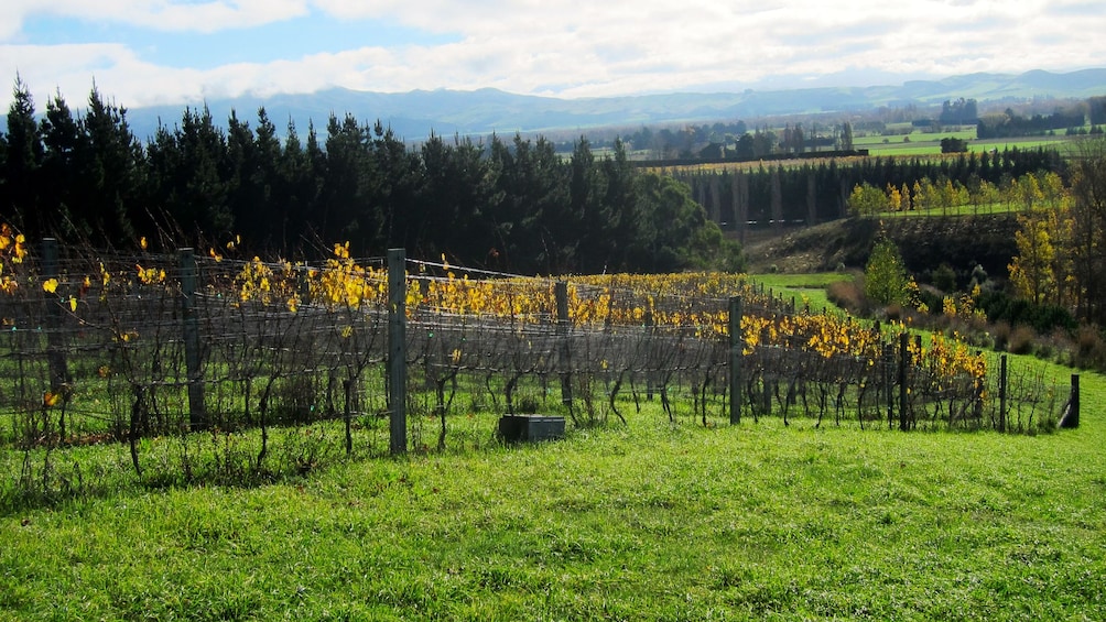 Rows of grapevines on Waipara Valley in New Zealand.