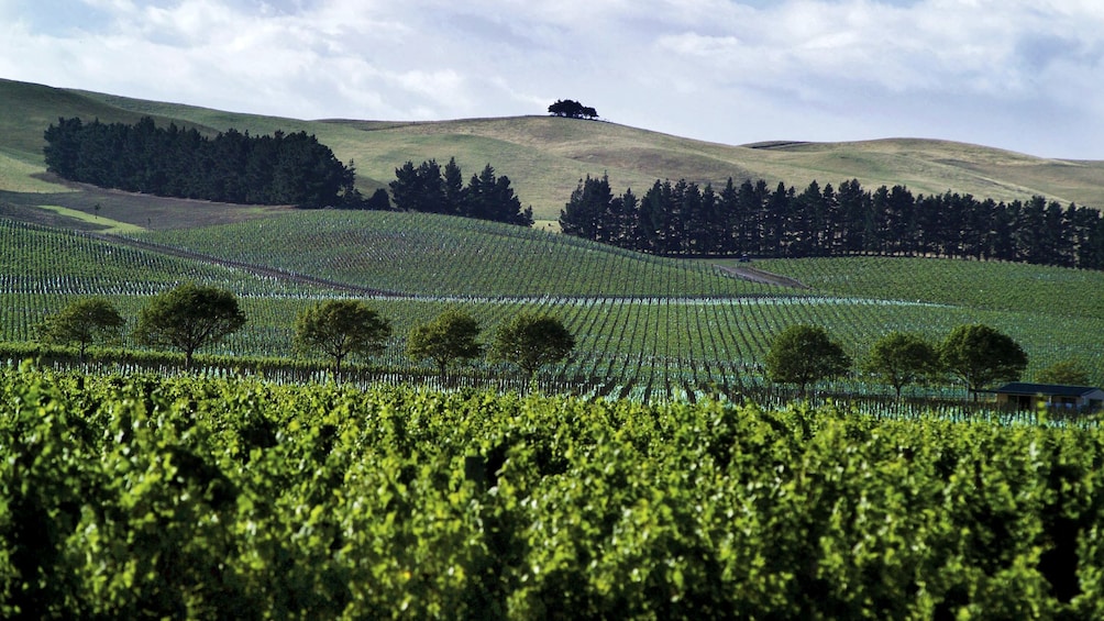 Landscape image of Waipara Valley in New Zealand. 