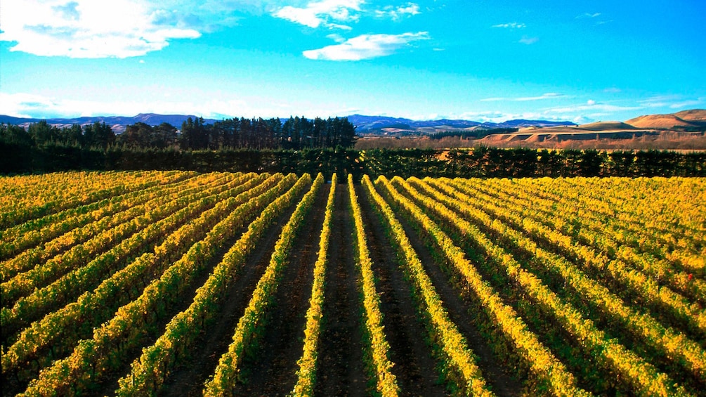 Rows of grape vines in Waipara Valley in New Zealand. 