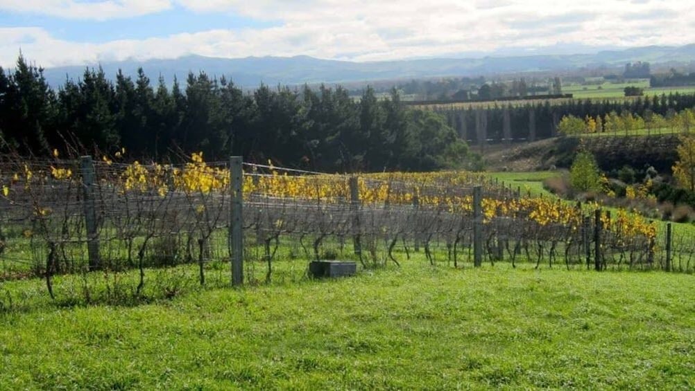 Waipara Valley Wine Tasting Tour with Lunch