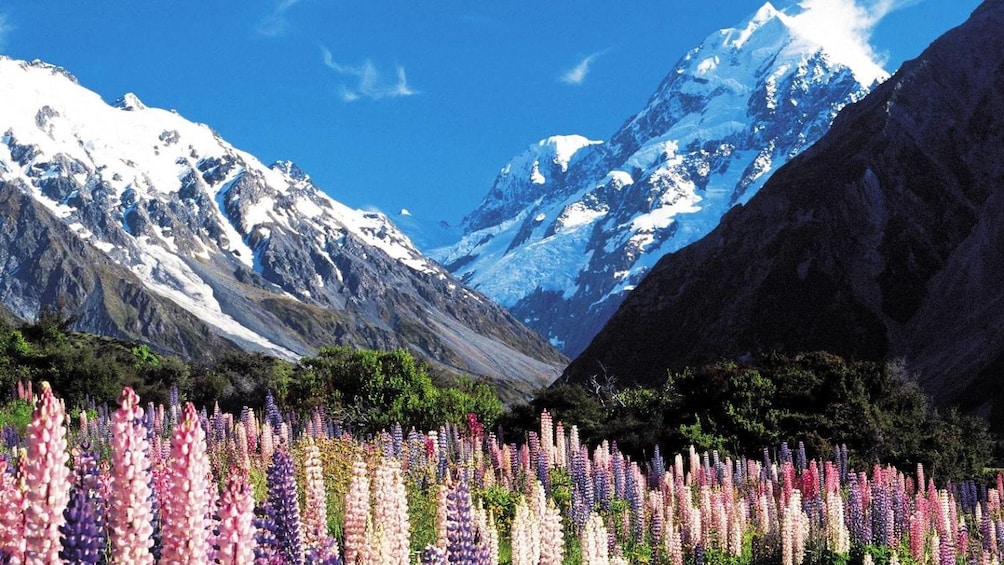 Flowers blooming on Mount Cook New Zealand. 