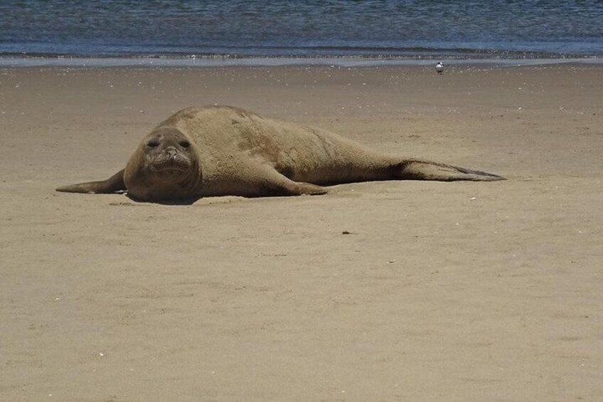 Pelican Point Seal Colony 4x4 Tour