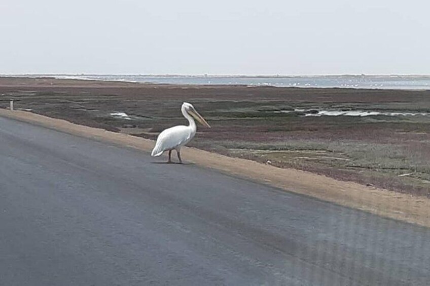 Pelican Point Seal Colony 4x4 Tour