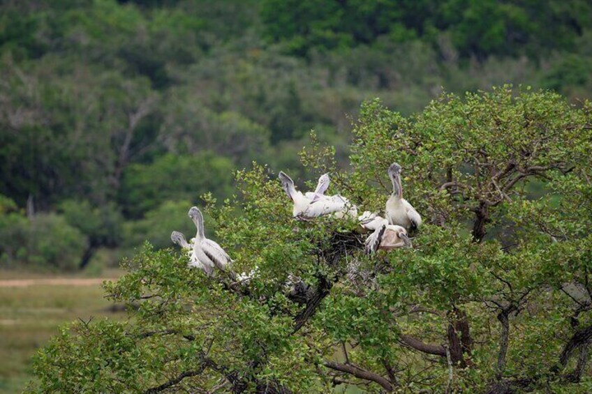 Kumana National Park Half Day Jeep Safari 