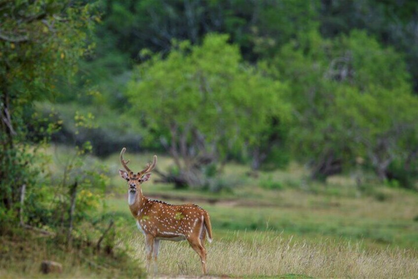 Kumana National Park Half Day Jeep Safari 