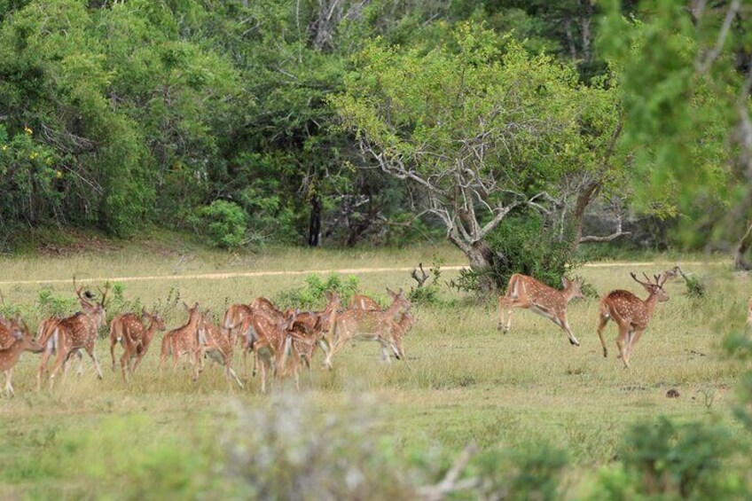 Kumana National Park Half Day Jeep Safari 