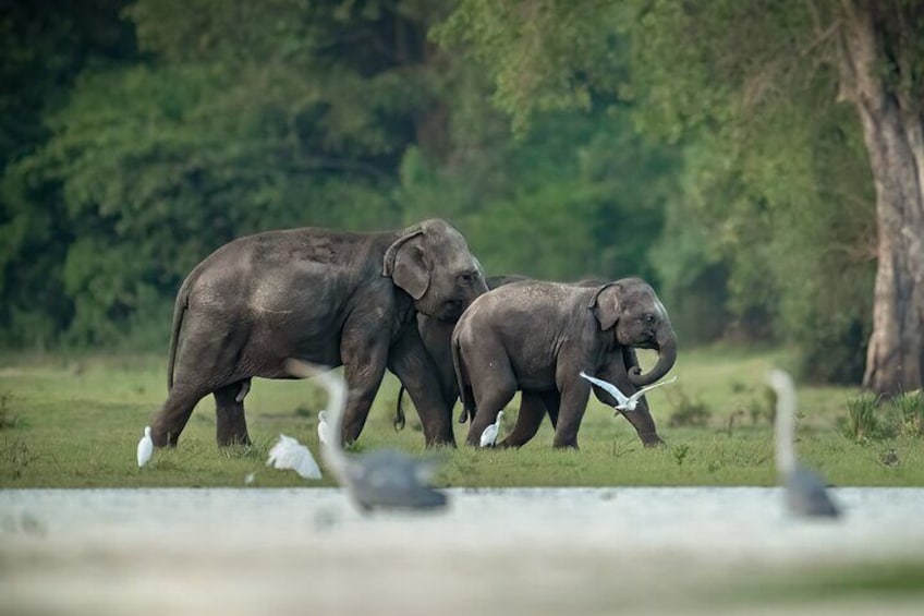 Kumana National Park Half Day Jeep Safari 