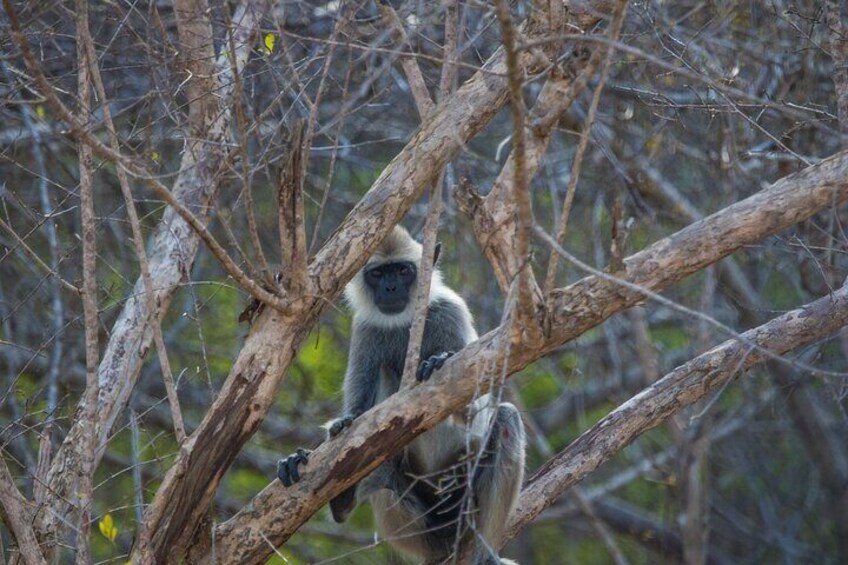 Kumana National Park Night Camping 2 days/ 1 Night