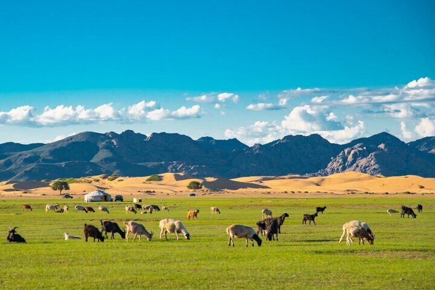 Essence of Mongolia 4 Days