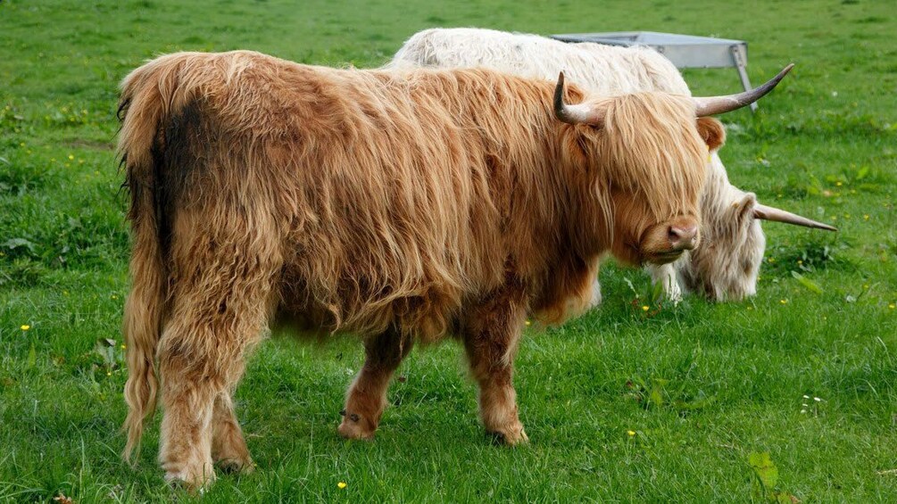 cattle in edinburgh